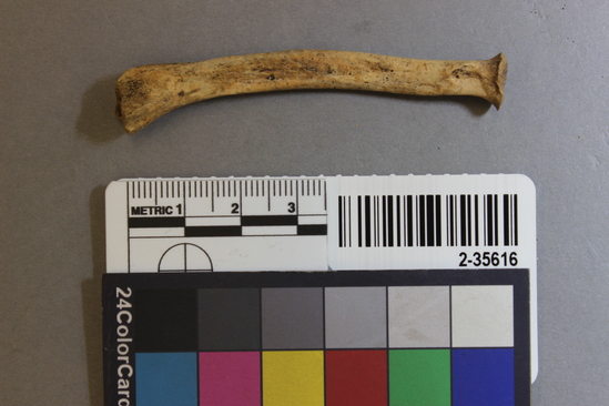 Hearst Museum object titled Mammal bone, accession number 2-35616, described as Castor candensis juvenile radius