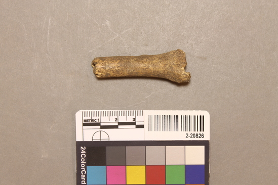 Hearst Museum object titled Faunal remains, accession number 2-20826, described as Bone, incised