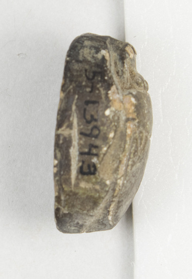 Hearst Museum object titled Scarab, accession number 5-13943, described as Scarab: Greenish tint on back and holes drilled by head and tail. Much worn off on sides and inscription on underside. Gash on left side.