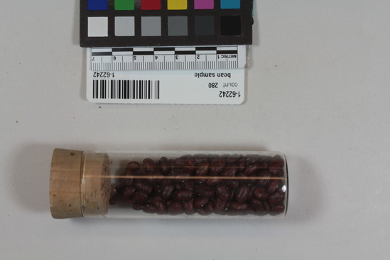 Hearst Museum object 3 of 4 titled Bean, accession number 1-62242, described as Bean sample, brown speckled. 1-62240-62243 are Phaseolus acutifolius of four types.  Found in cooking pot in cave. 1 jar