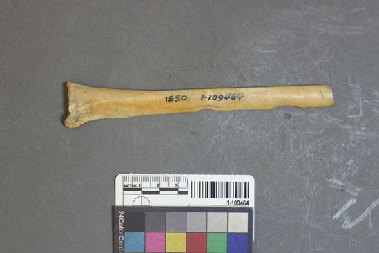 Hearst Museum object titled Worked bone, accession number 1-109464, described as Cut