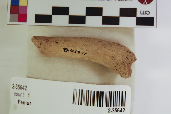 Hearst Museum object 8 of 16 titled Mammal bone, accession number 2-35642, described as Sea otter, juvenile left femur