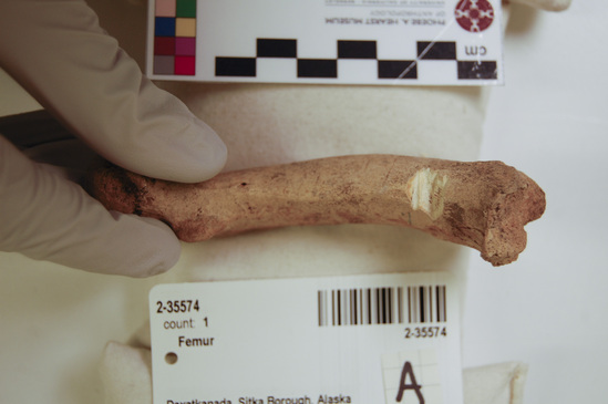 Hearst Museum object 10 of 21 titled Mammal bone, accession number 2-35574, described as Sea otter, left femur.