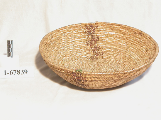 Hearst Museum object titled Basket, accession number 1-67839, described as Coiled, wide mouth, sloping sides. Per Ralph Shanks and Christa Ogier. Tag says "Yuki". Shallow slightly flaring coiled basket, used, with some residue at the bottom of the basket on the interior. It has a tight spiral start. The warp material is unidentified splints, the weft material is peeled and unpeeled redbud. Fag ends are bound under and also clipped and the moving ends are bound under and also concealed. The majority of the stitches on the back face are split, the rim is plain wrapped with a blunt coil ending with 2 diagonal back stitches with a missing third. Design is comprised of three vertical columns of paralleligrams and parallel lines of unpeeled redbud. There are also random rectangles of redbud. 4 weft rows below the rim on one side there is a 2.75 inch long strand of unpeeled redbud which the weaver attached using alternate stitches of her weft elements. The workface is exterior, work direction is to the right and weft twist is down and to the right. There are no hairs located on the basket.