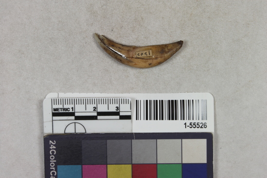 Hearst Museum object 2 of 2 titled Tooth, accession number 1-55526, described as Mammal tooth