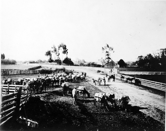 Hearst Museum object titled Photographic print, accession number 13-134, described as (Northern California) Pack-train loading.