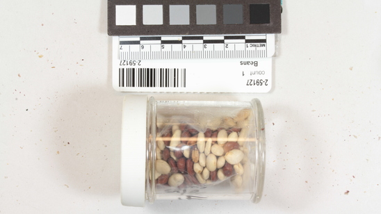 Hearst Museum object titled Beans, accession number 2-59127, described as Tepary beans, brown and white.  Phaseolus acutifolius. 1 medicine jar.