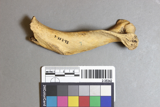 Hearst Museum object 1 of 2 titled Mammal bone, accession number 2-35342, described as Sea otter left humerus; fragment