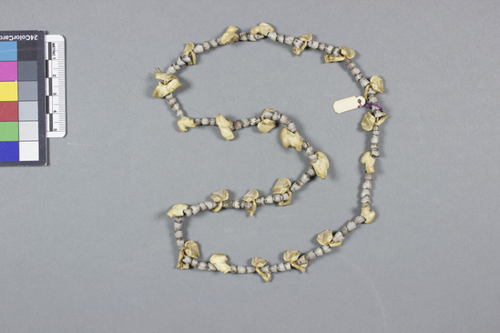 Hearst Museum object 2 of 2 titled Necklace, accession number 11-387, described as Thin necklace of teeth and shells.