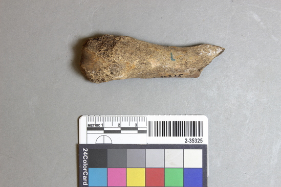 Hearst Museum object 1 of 13 titled Mammal bone, accession number 2-35325, described as Sea otter, right femur fragment