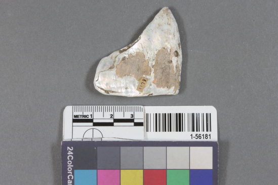 Hearst Museum object titled Haliotis fragment, accession number 1-56181, described as Haliotis fragment; 44mm long