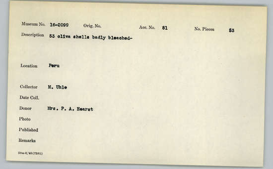 Documentation associated with Hearst Museum object titled Shell, accession number 16-2099, described as 53 oliva shells badly bleached