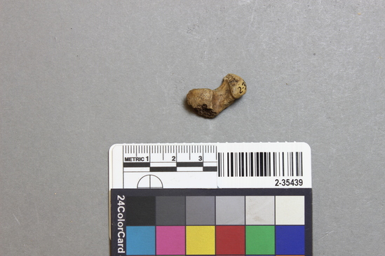 Hearst Museum object titled Mammal bone, accession number 2-35439, described as Sea otter tarsal