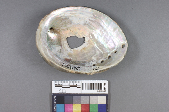 Hearst Museum object 2 of 2 titled Shell fragment, accession number 1-219945, described as Abalone shell.