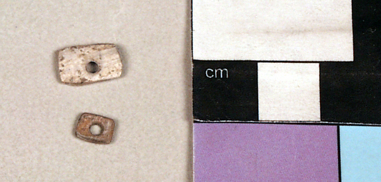 Hearst Museum object titled Bead, accession number 1-55058, described as Oilvella beads, 5 by 8 millimeters