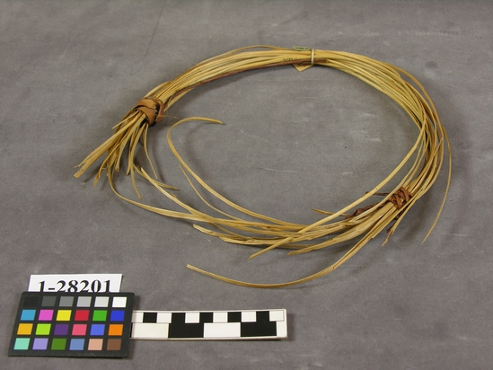 Hearst Museum object titled Willow, accession number 1-28201, described as Willow strands.