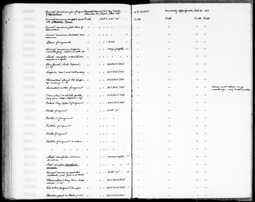 Documentation associated with Hearst Museum object titled Antler fragment, accession number 1-29236, described as Antler, serrated; does not show any workings, only tooth marks.