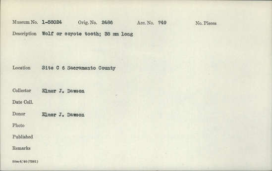 Documentation associated with Hearst Museum object titled Tooth, accession number 1-58024, described as Wolf or coyote