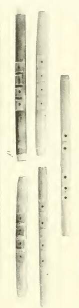 Hearst Museum object 3 of 3 titled Flute, accession number 1-2410, described as Flute, wood, hollow, open at both ends; Five finger holes in groups of three and two near center; recessed notches for fingers; L 29.3 cm x Diam. 1.7 cm
