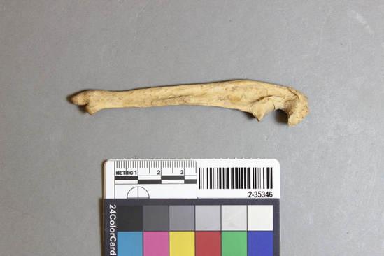 Hearst Museum object titled Mammal bone, accession number 2-35346, described as Sea otter right ulna