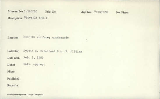 Documentation associated with Hearst Museum object titled Shell, accession number 1-145203, described as Olivella.