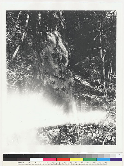 Hearst Museum object titled Black-and-white negative, accession number 15-4280, described as Douglas spruce from which bark was taken for house