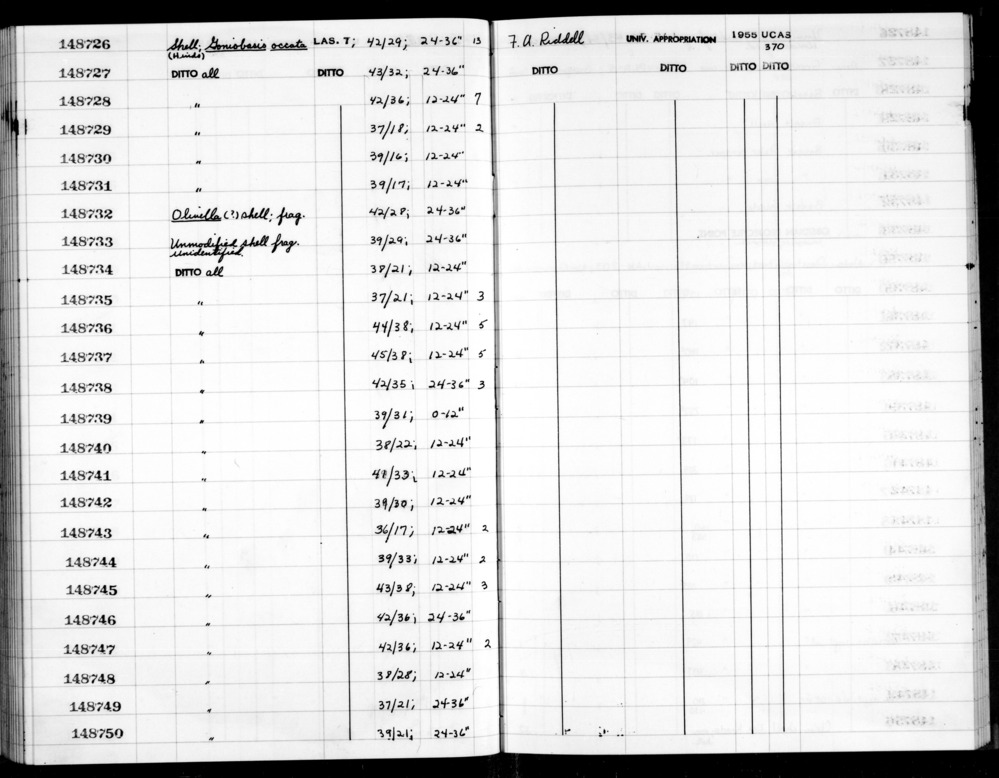 Documentation associated with Hearst Museum object titled Shell, accession number 1-148732, described as Olivella (?).