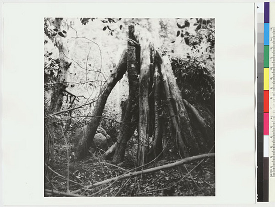 Hearst Museum object titled Black-and-white negative, accession number 15-5383, described as Hut made of pepperwood boughs and poles; the timbers shown supported one end of the ridge-pole