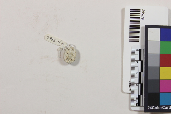 Hearst Museum object 4 of 4 titled Scarab seal, accession number 5-7562, described as Seal. Scarab. Stone with grey-white glaze. All scarab parts present. Reverse- two rows of three circles with inner circles and dots in centers. Length 1.46 cm. Width 1.5 cm. Height 6.7 mm.