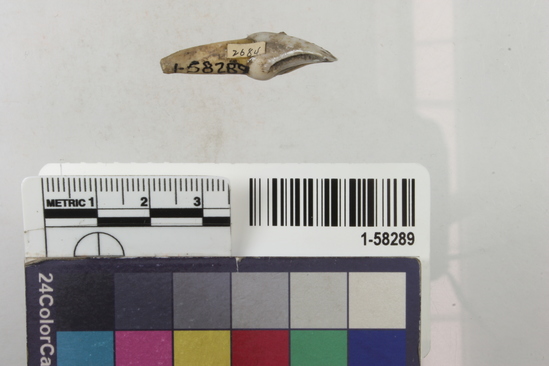 Hearst Museum object 2 of 2 titled Tooth, accession number 1-58289, described as Coyote or wolf