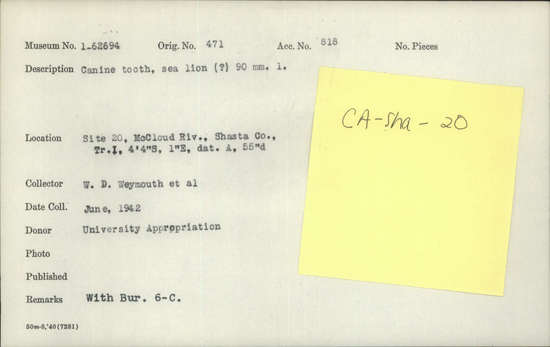 Documentation associated with Hearst Museum object titled Tooth, accession number 1-62694, described as Canine tooth, sea lion (?).