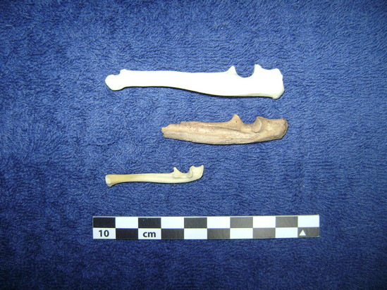 Hearst Museum object 3 of 5 titled Mammal bone, accession number 2-35300, described as Marmot ulna