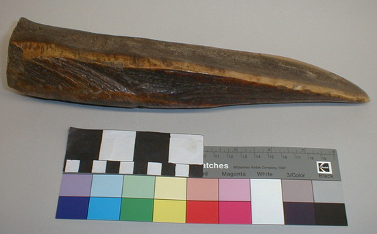 Hearst Museum object titled Wedge, accession number 1-1234, described as Elk antler, straight; polished from usage.