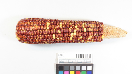 Hearst Museum object titled Corn cob, accession number 2-17475, described as Ear of red and yellow striped corn, 16 rows, deep grain. Dent, large cob. Reduced butt, medium round stem.