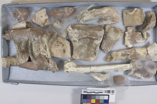 Hearst Museum object titled Modeled figures, accession number 6-8975, described as Pottery:  Fragments of several modeled objects, including copy of Greek statuette, waist down well preserved