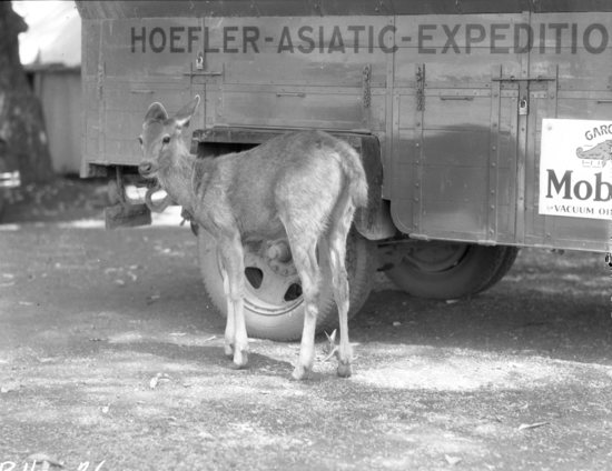 Hearst Museum object titled Black-and-white negative, accession number 15-30499, described as 4 x 5" Black and white negative of a deer in front of the Hoefler Asiatic Expedition truck.  Hoefler's original description: "Bhopal State, Central India. Early one morning while the Expedition was camped at Sultanpur, this young Sambar deer was discovered wandering about, perfectly at home. As soon as it was light enough, this portrait was made. This sounds very simple, but it required several strenuous moments of maneuvering before the deed was accomplished."  Verso: Print Supplied To: Hills Brothers.