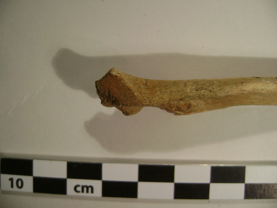 Hearst Museum object titled Mammal bone, accession number 2-35317, described as Sea otter left ulna.