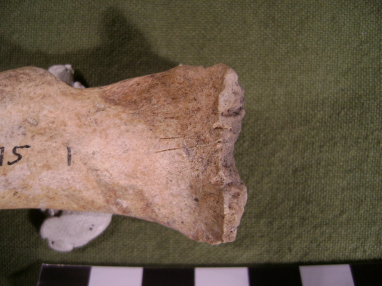 Mammal bone