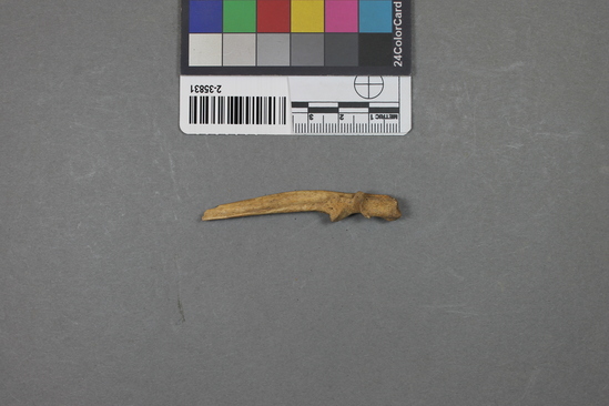 Hearst Museum object titled Mammal bone, accession number 2-35831, described as Marmota ulna.