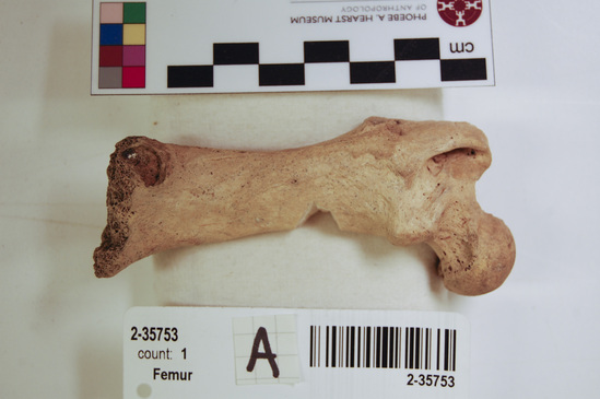 Hearst Museum object 4 of 14 titled Mammal bone, accession number 2-35753, described as Sea otter, left femur.