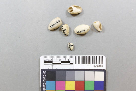 Hearst Museum object titled Shell beads, accession number 2-30406, described as Olivella shell beads