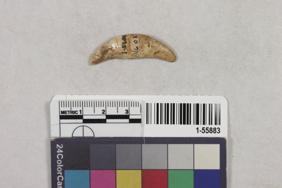 Hearst Museum object 1 of 2 titled Tooth, accession number 1-55883, described as tooth, wolf, ornament; 36mm long