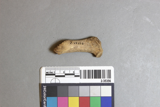 Hearst Museum object titled Mammal bone, accession number 2-35356, described as Sea otter juvenile richardii femur; fragment