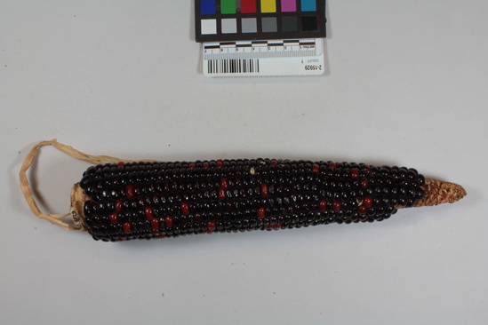 Hearst Museum object titled Corn cob, accession number 2-15929, described as Ear of corn. Mottled, reddish black with bright red kernels.