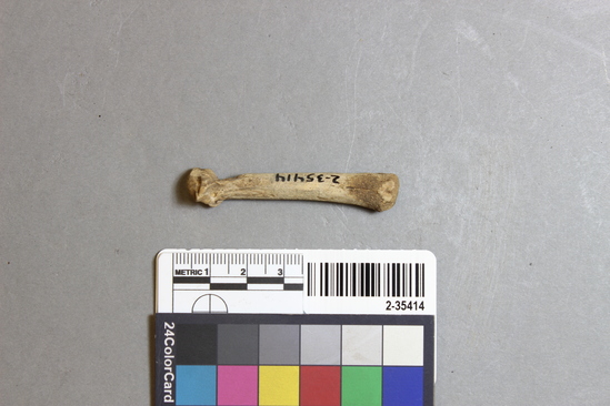 Hearst Museum object titled Mammal bone, accession number 2-35414, described as Sea otter juvenile metatarsal