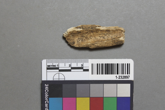 Hearst Museum object titled Bone fragments, accession number 1-232897, described as animal bone fragments