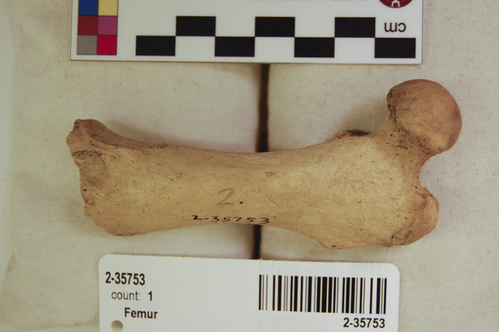 Hearst Museum object 8 of 14 titled Mammal bone, accession number 2-35753, described as Sea otter, left femur.