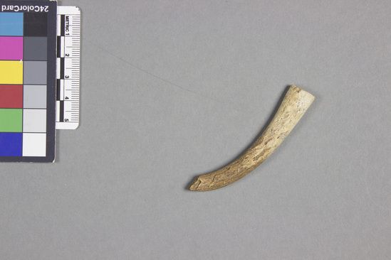 Hearst Museum object titled Bone hook, accession number 11-2237, described as Tab of moa bone showing work.