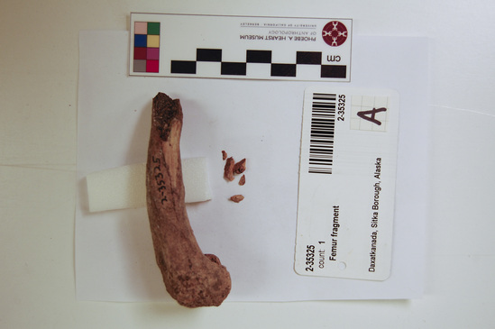 Hearst Museum object 8 of 13 titled Mammal bone, accession number 2-35325, described as Sea otter, right femur fragment