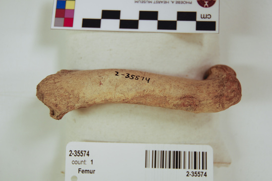 Hearst Museum object 19 of 21 titled Mammal bone, accession number 2-35574, described as Sea otter, left femur.